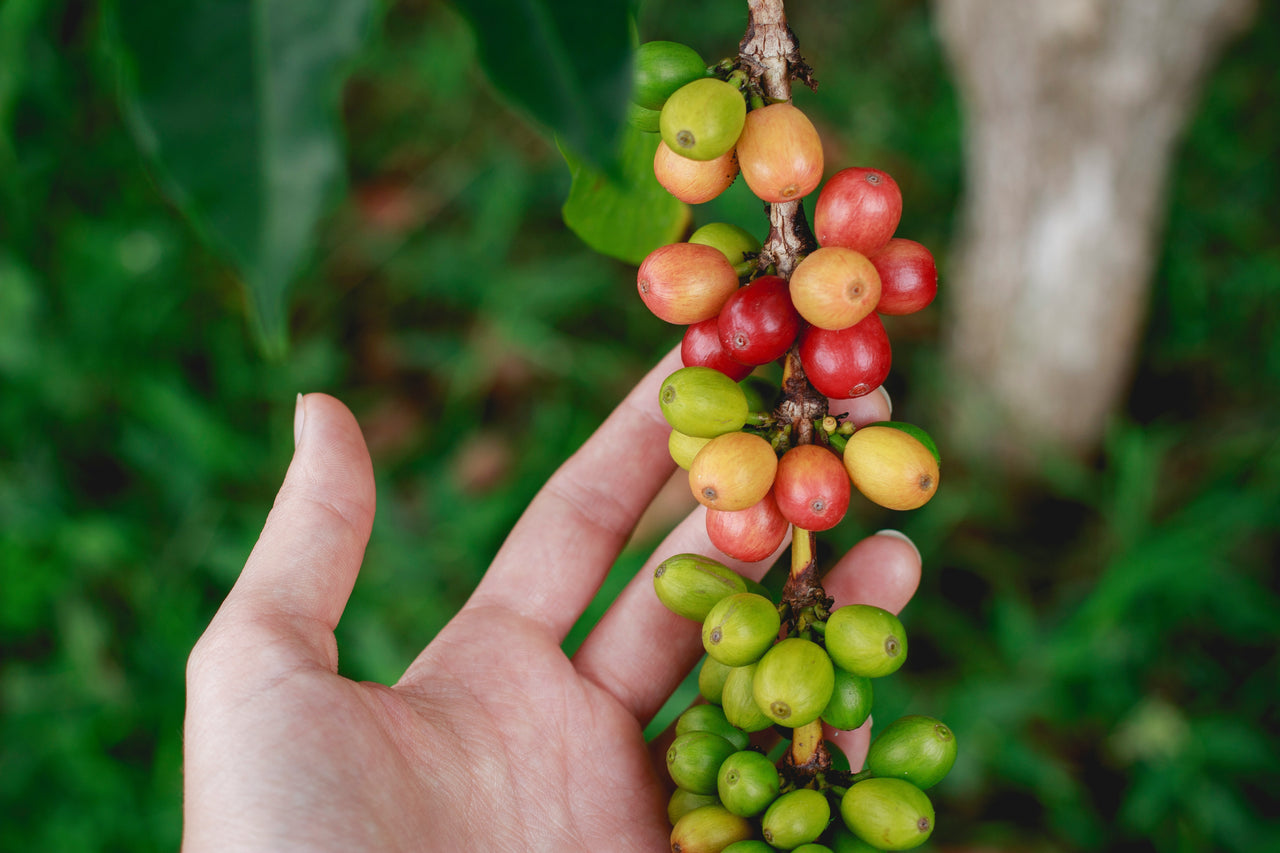 How Coffee Fruit Upcycling is Brewing a Sustainable Future
