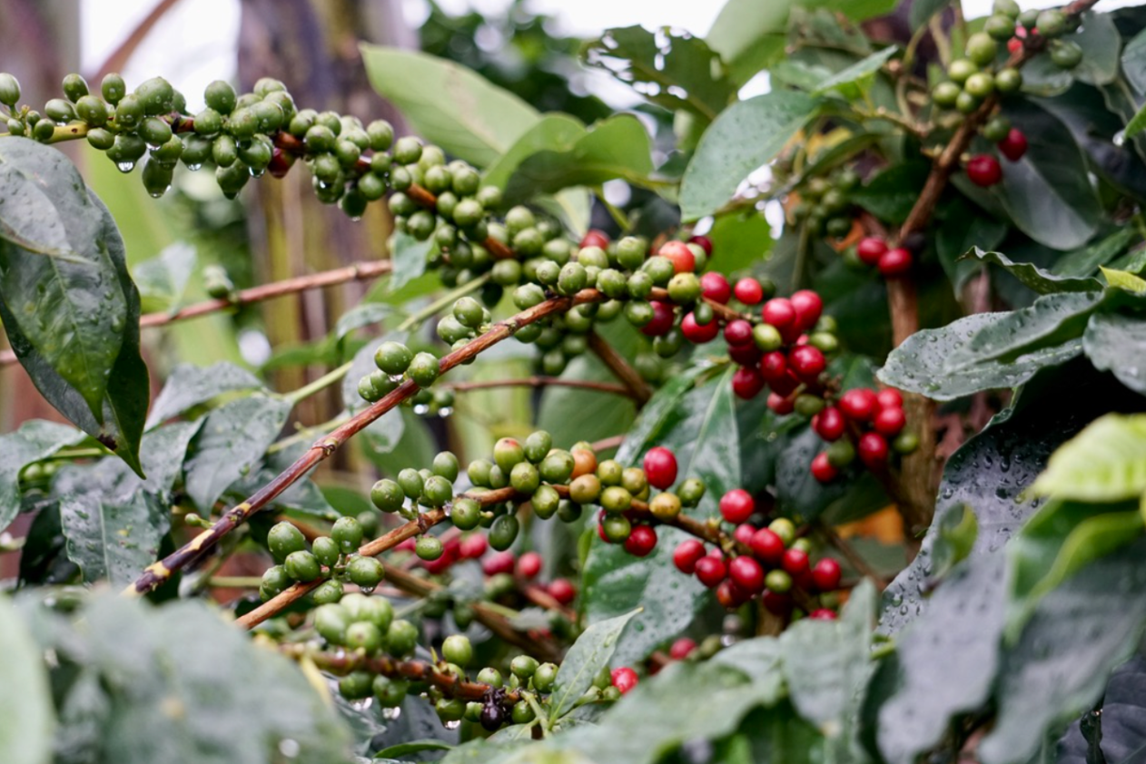 Unveiling the Mystery: What is Coffee Fruit and Why Should You Care?
