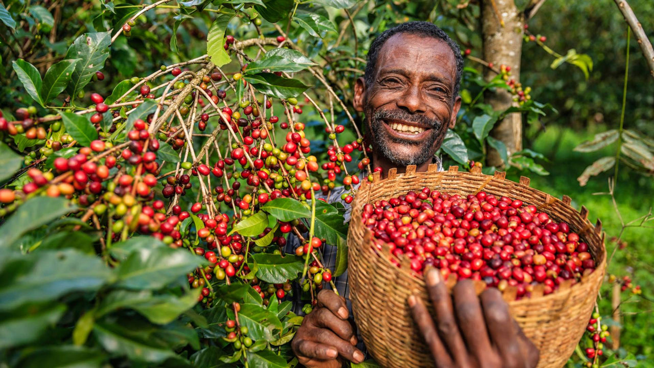 The Global Impact of Coffee Fruit Consumption