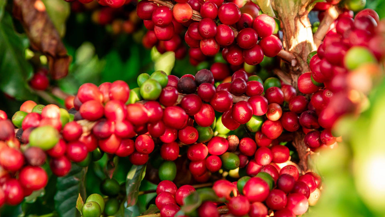 The Nutritional Breakdown of Coffee Fruit