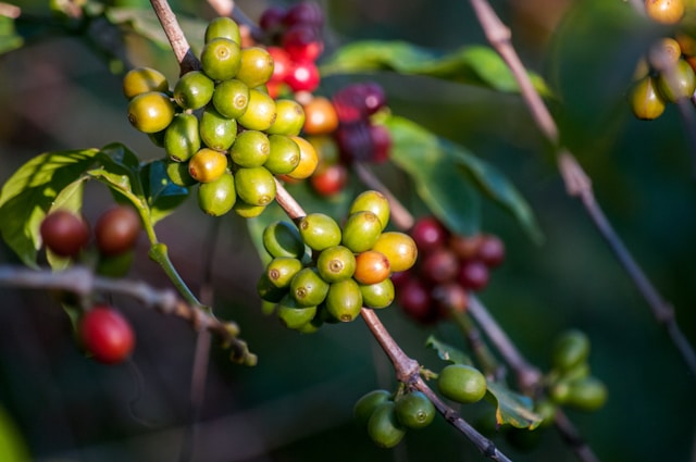 The Other Side of Coffee