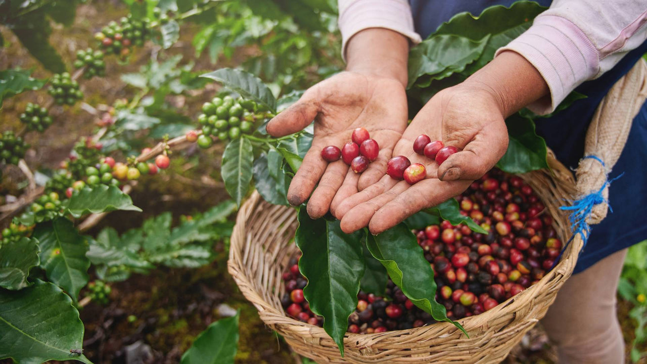 The Secret Health Benefits of Coffee Fruit